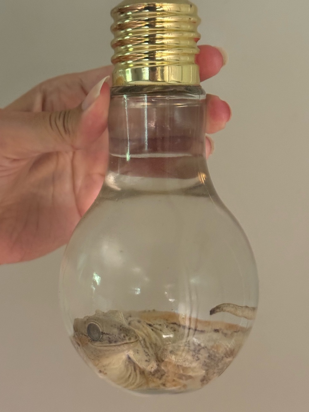 Oddities and Curiosities- Preserved gargoyle gecko wet specimen in bulb jar